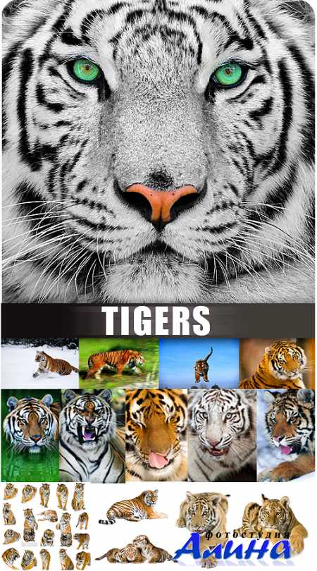 Stoc Photo - Tigers