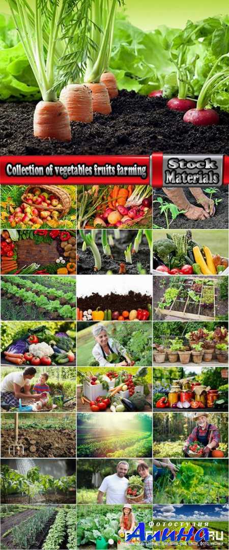 Collection of vegetables fruits farming gardening bed field illustration vegetable still life