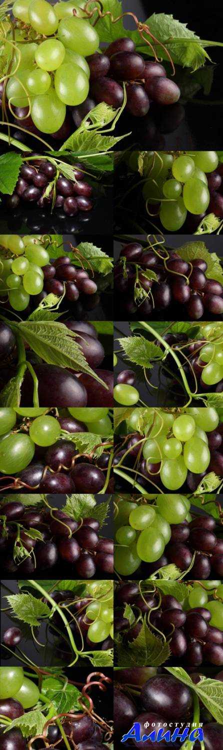 Blue and green grape branches Raster Graphics Blue and green grape branches Raster Graphics