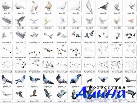 70 Birds Photoshop Overlays